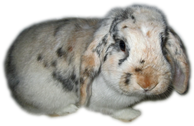 Free Icons Png - Rabbits Clip Art Transparent Background (1024x768), Png Download