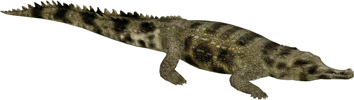 False Gharial - Zoo Tycoon 2 Nile Crocodile (1238x1238), Png Download