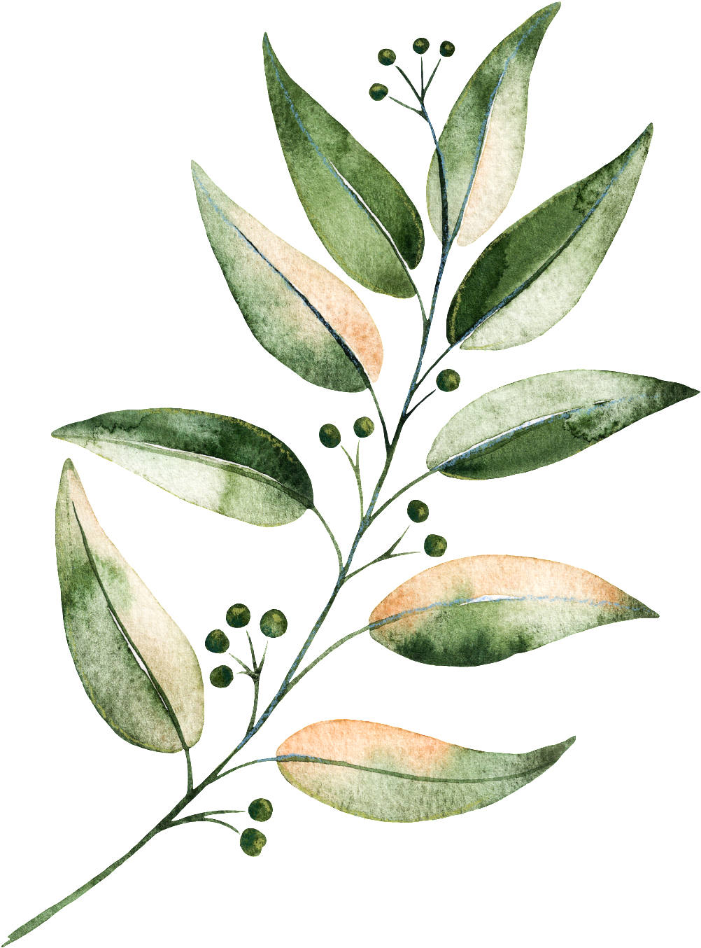 Hand Painted Green Plants - Portable Network Graphics (1024x1388), Png Download