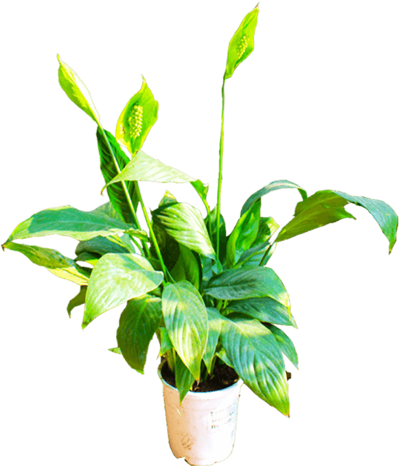 If You Like This Template And Want To Use Them, Please - Flowerpot (600x691), Png Download