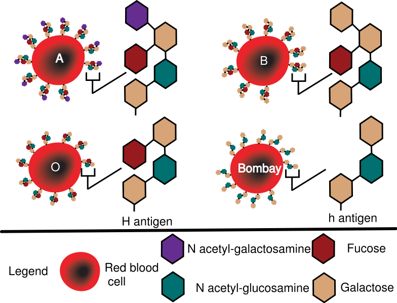 Https - //upload - Wikimedia - - Red Cell Antigen Structure (784x599), Png Download
