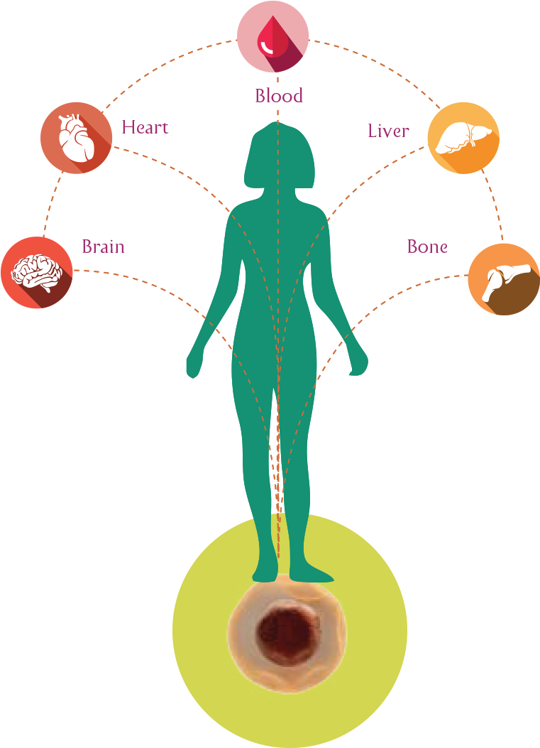 Our Body's Stem Cells Which Are Similar To A Seed Of - Stem Cell (768x1072), Png Download