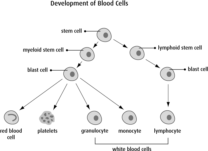 Diagram Of Development Of Blood Cells - Acute Lymphoblastic Leukemia Diagram (731x555), Png Download