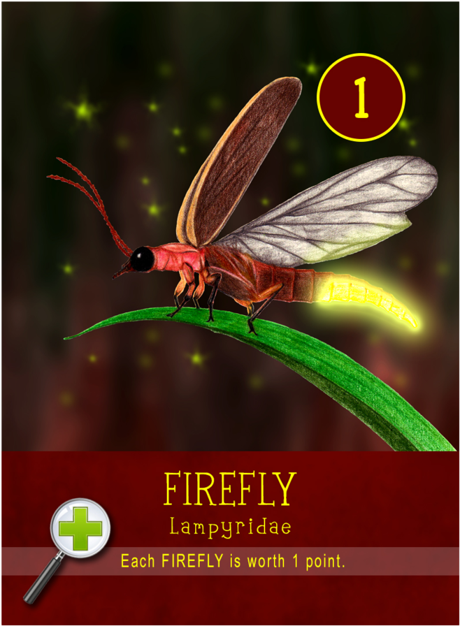 Firefly (1000x1000), Png Download
