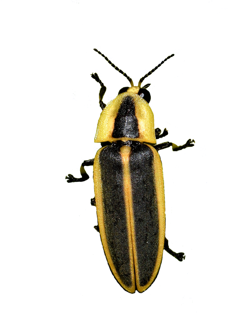Oliver Keller On Twitter - Soldier Beetle (851x1199), Png Download