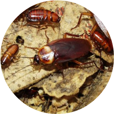 How To Get Rid Of Cockroach Infestations - Creepy Cockroach (405x396), Png Download