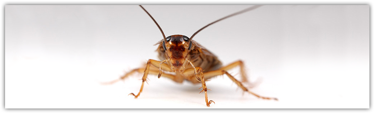 Code - Macro Photography (750x235), Png Download