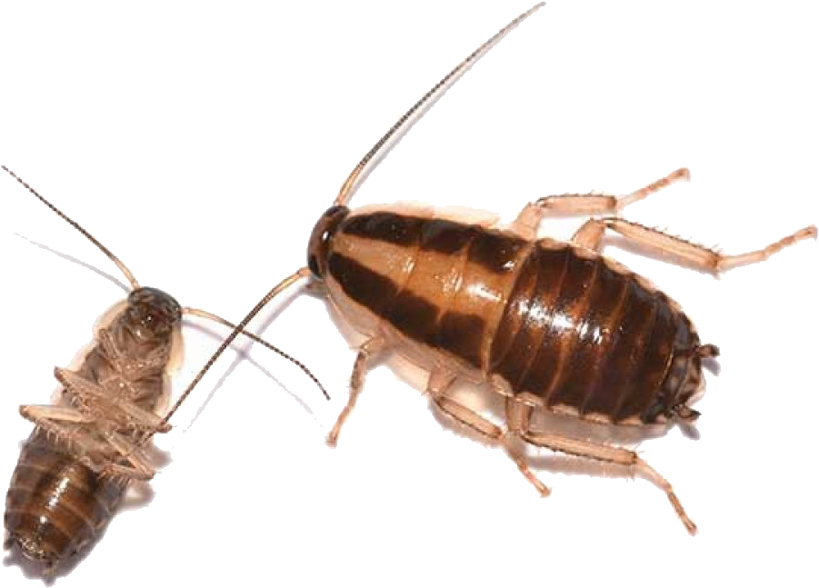 Nymph German Cockroach - German Cockroach Nymph (1000x1000), Png Download
