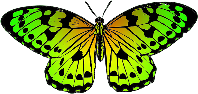 Tropical Butterfly Image - Yellow Orange Black Butterfly (709x469), Png Download