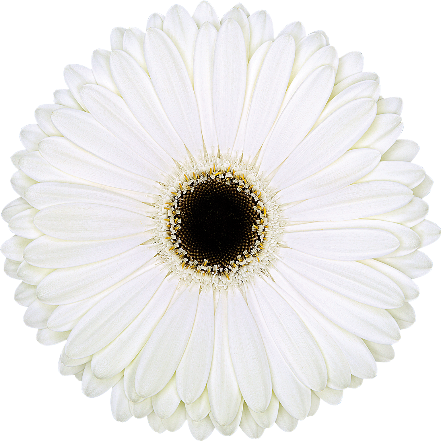 High Resolution Image, Download File - Retro Chocolate Logo (1772x1772), Png Download