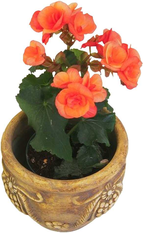 Potted Flower Red Flower - Garden Roses (1024x1024), Png Download