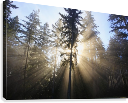 Sun Shining Through Morning Fog And Trees - Sun Shining Through Morning Fog And Trees Happy Valley (429x344), Png Download