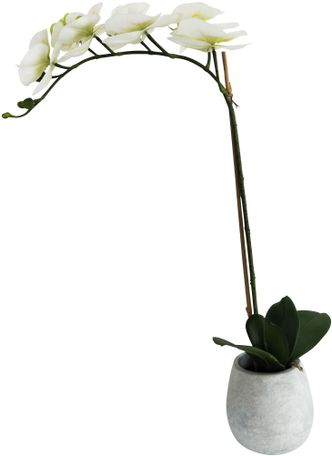 Potted Orchard 7 Flowers 60cm - Flower (500x500), Png Download