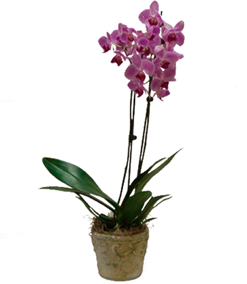 Potted Purple Phalaenopsis - Phalaenopsis Equestris (600x600), Png Download