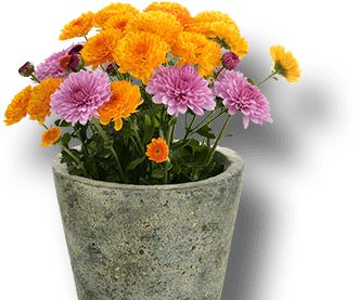 Potted Flowering Plants - Obal Kulatý + Igelit Proutí Mix Bílý Okraj (440x440), Png Download