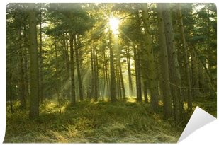 Shaded Trees With The Sun Shining Through Wall Mural - Nap (400x400), Png Download