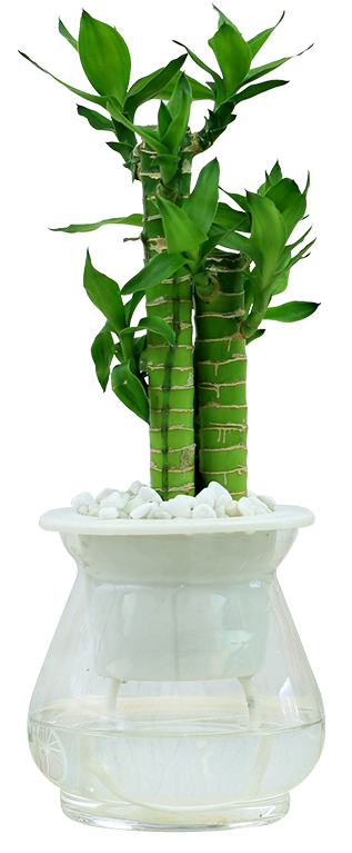 Rich Bamboo Potted Flower Transport Bamboo Water Indoor - Plants (800x800), Png Download