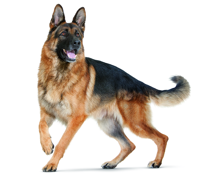 German Shepherds Are Prone To Digestive Sensitivity - German Shepherd Dog Png (900x700), Png Download