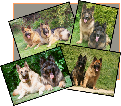 Long Haired German Shepherd In Scotland Breeders (423x371), Png Download