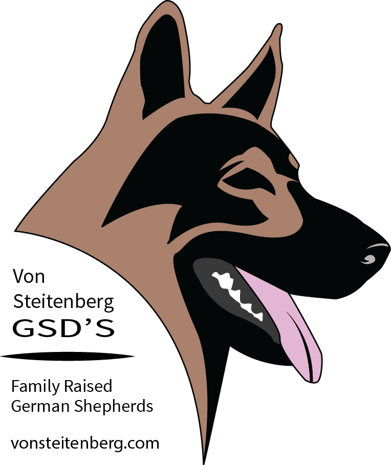 German Shepherd Puppies, German Shepherds, Atticus, - Working Dog (764x909), Png Download