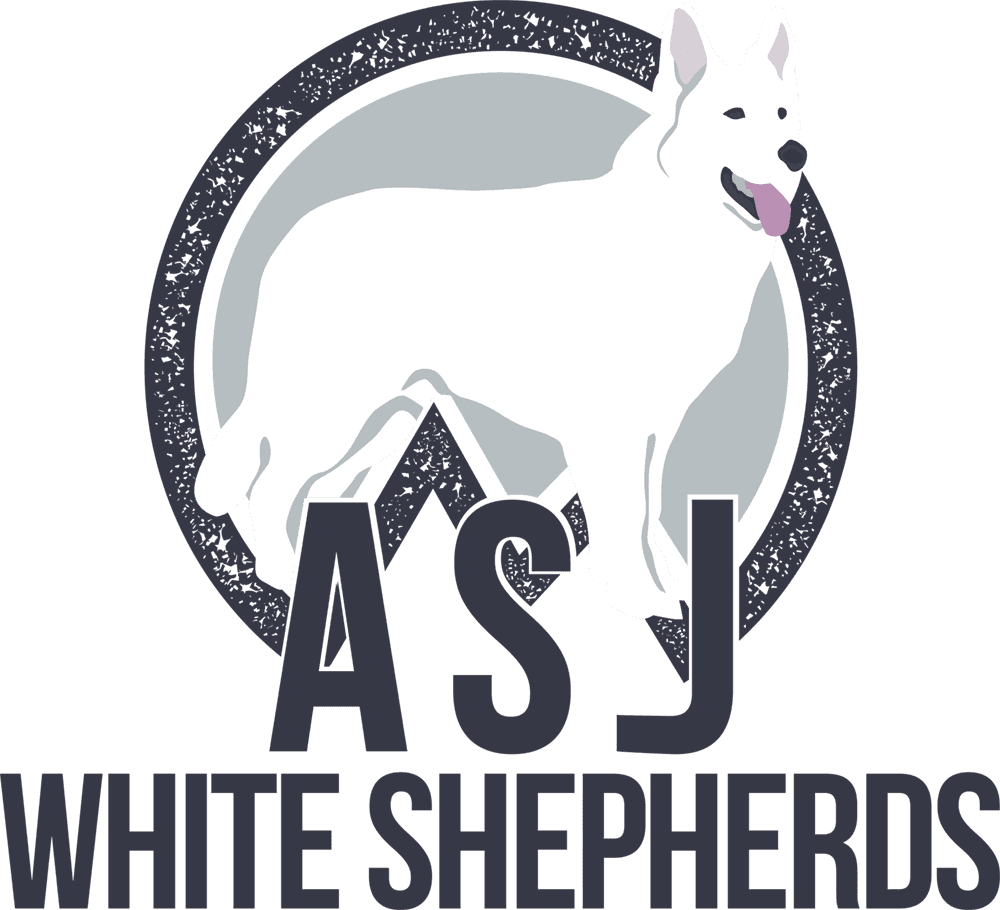 Dog Transportation Service (1000x910), Png Download