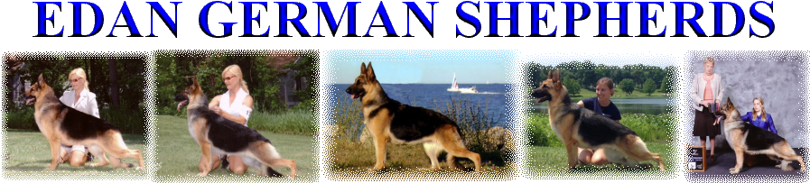 Edan German Shepherds, Ann Scultz - New Mexico (900x230), Png Download