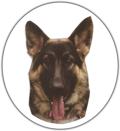 Atticus Sister - Sofie - Old German Shepherd Dog (388x422), Png Download