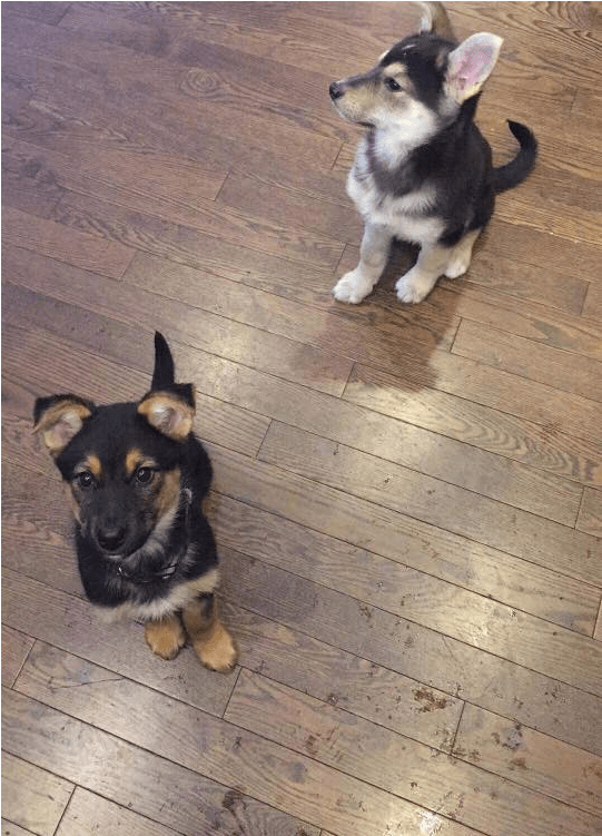 Puppy Rate - Old German Shepherd Dog (800x750), Png Download