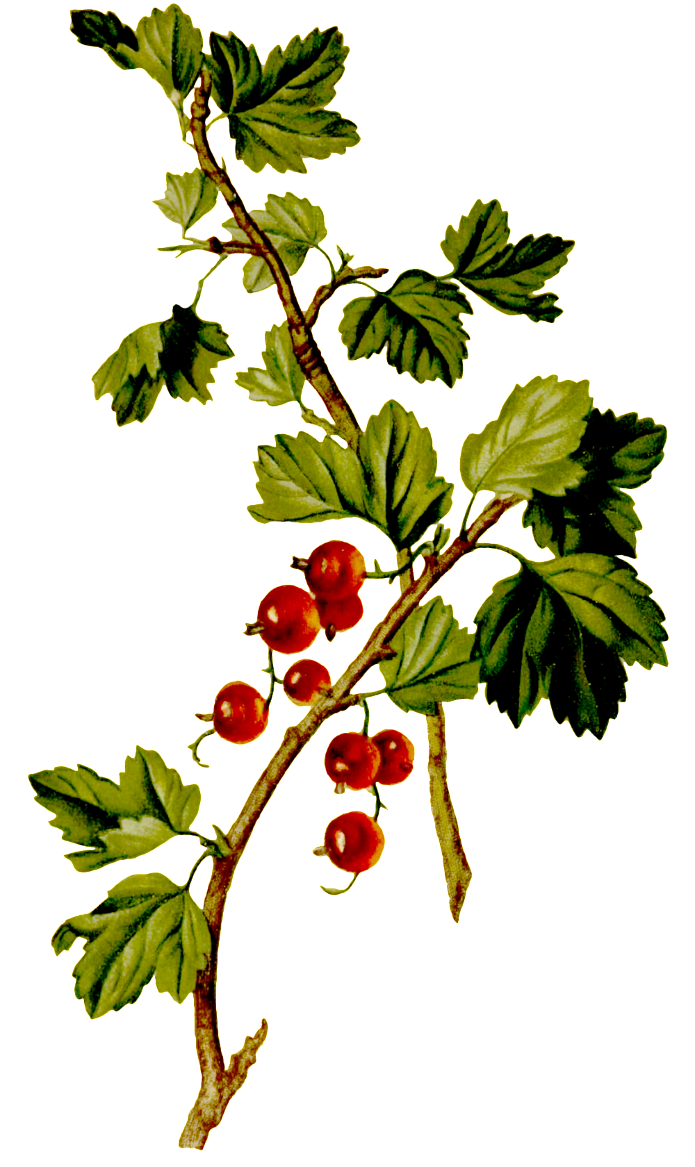 Hand-painted Red Grapes Grown On Trees - Red (1024x1702), Png Download