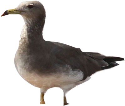 Train Visual Count Estimates In Viscount - Great Black-backed Gull (436x374), Png Download