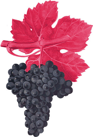 4 Acres Planted March - Giclee Painting: Troncy's Cabernet Franc Grape, 24x18in. (400x533), Png Download