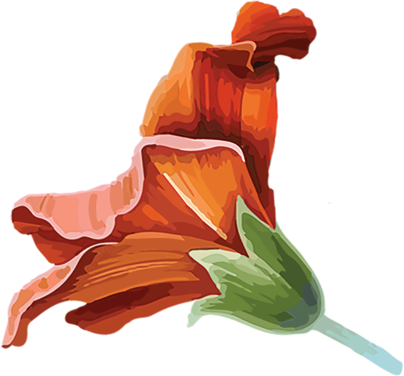 Flowers Bottom Leaf Edge Leaf Green Flowers Left - Illustration (800x746), Png Download