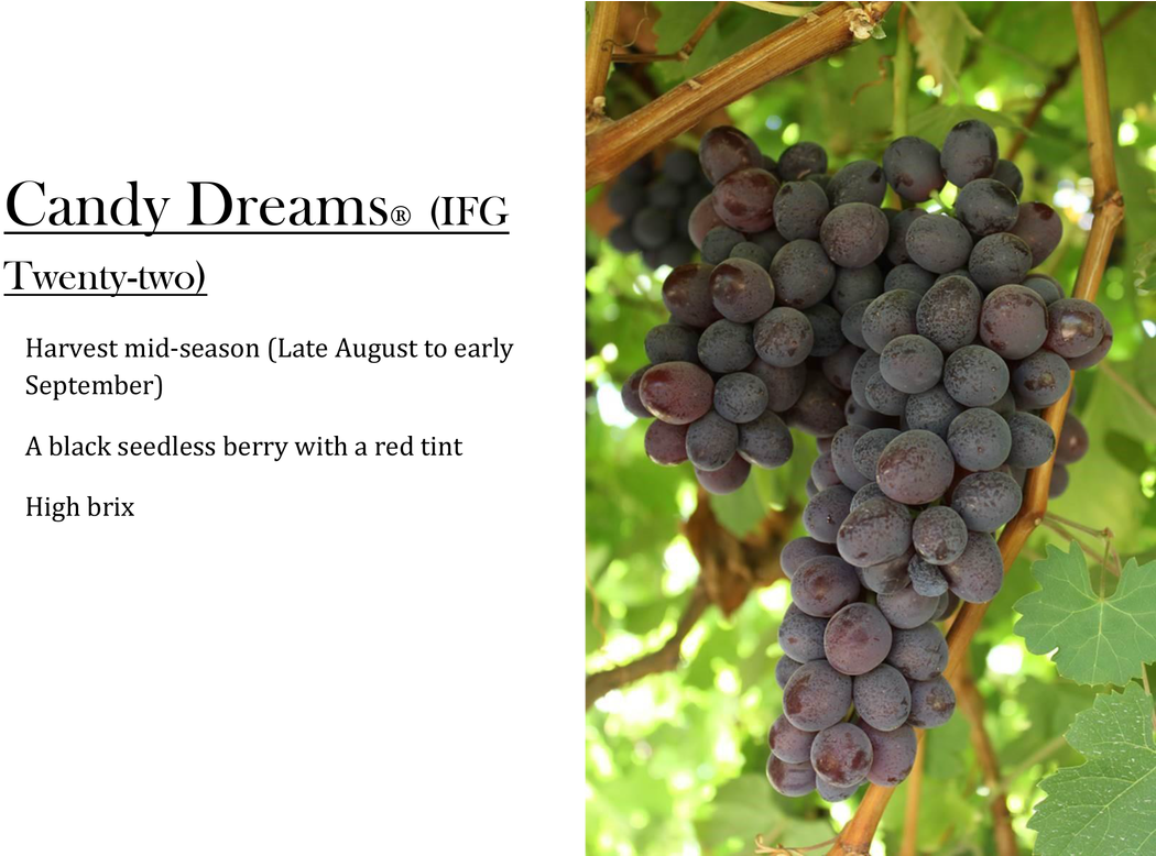 Candy Dreams Grapes - Grape (1100x777), Png Download