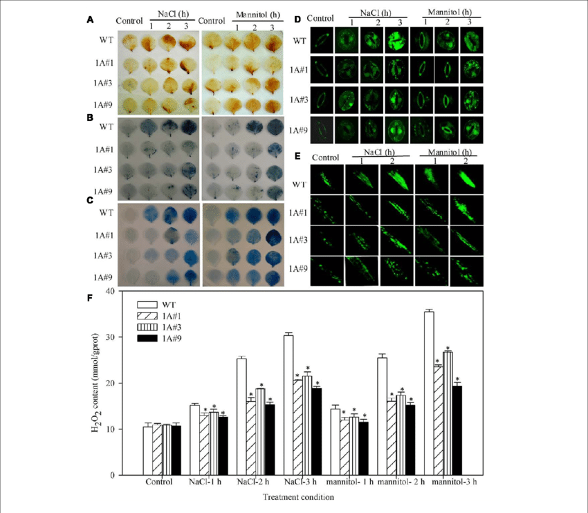 Reactive Oxygen Species Levels And Cell Death In Theif1a - .org (850x742), Png Download