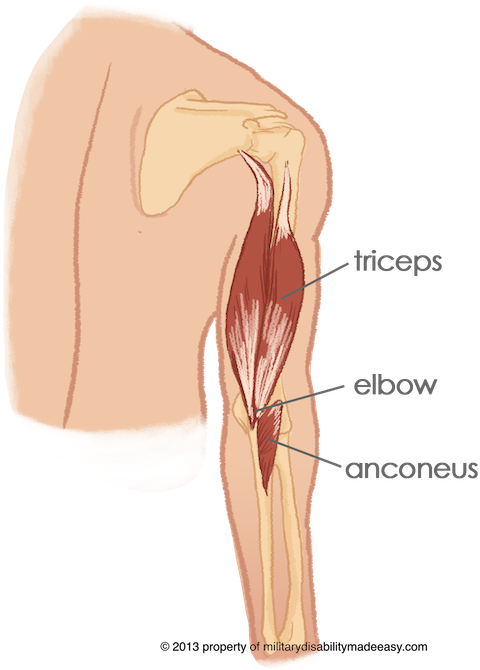 Shoulder Muscle 14 - Anconeus Arm (491x669), Png Download