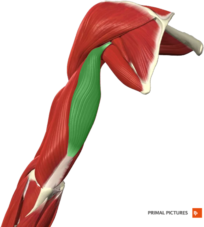 Card Image - Muscle (800x800), Png Download