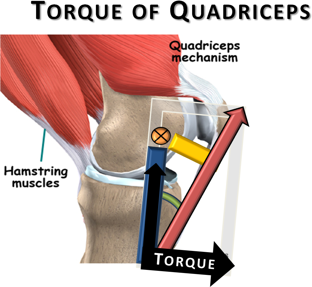The - Moment Arm Of Quadriceps (1352x989), Png Download