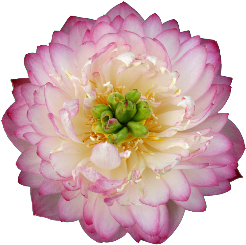 Beautiful Flower Hd Pink - Luoyang Peonies Lotus Pink Nelumbo Nucifera Diy (1024x1024), Png Download