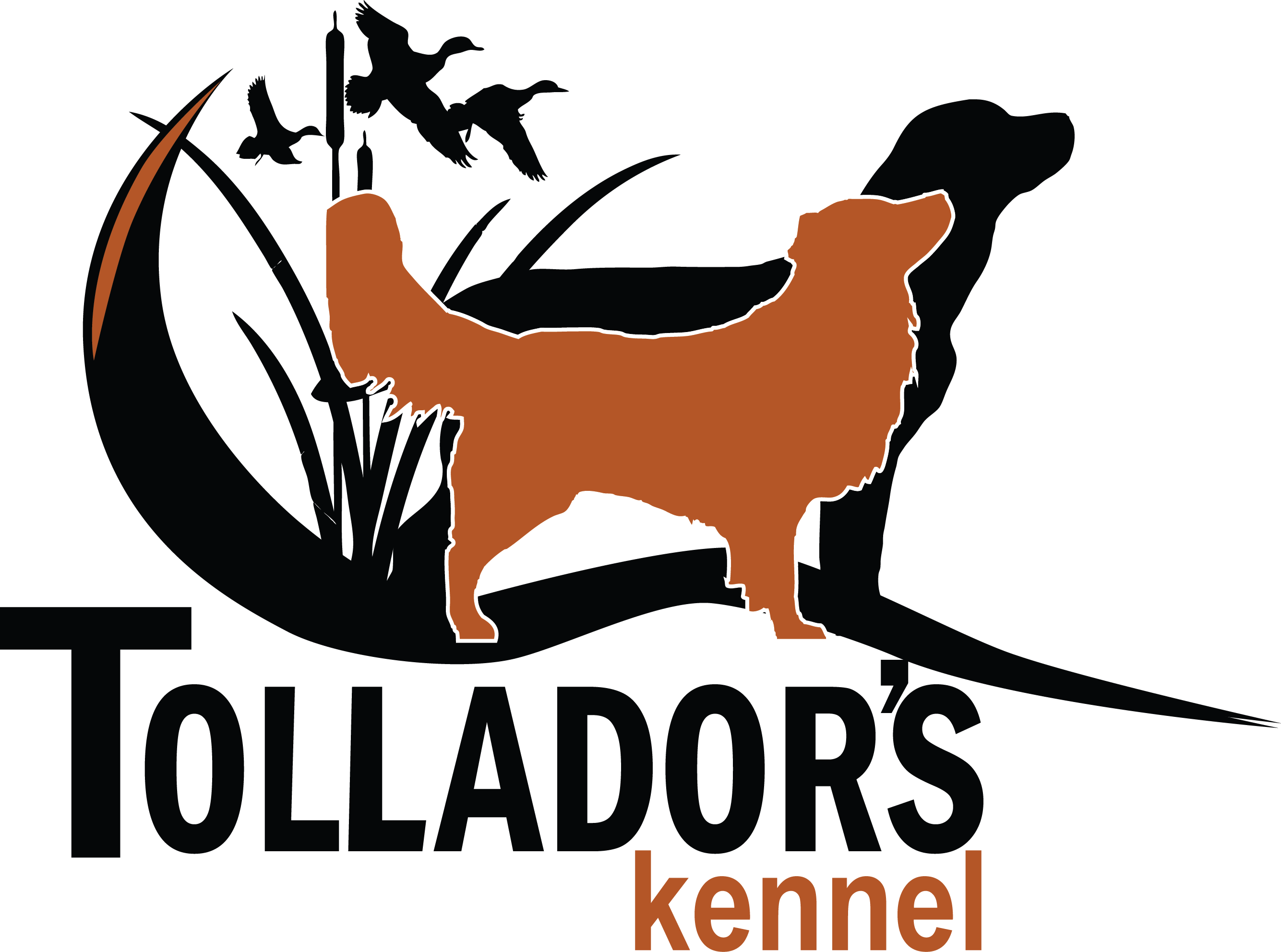 Nova Scotia Duck Tolling Retriever & Labrador Retriever - Labrador Retriever (2669x1984), Png Download