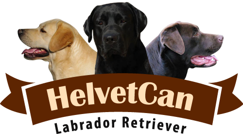 Helvet Can - Lantern Press - Huntington Beach (500x275), Png Download