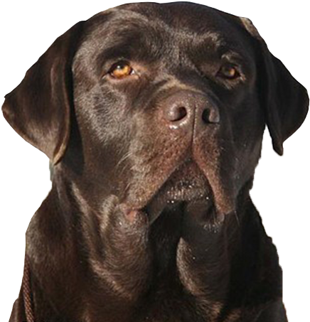 Welcome To Drobot Labrador Retrievers - Labrador Retriever (550x550), Png Download