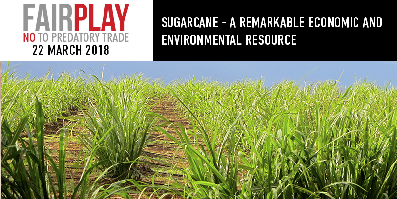 Sugarcane A Remarkable Economic And Environmental Resource - Cash Crop (900x469), Png Download