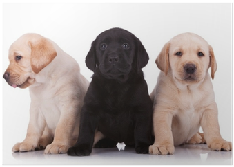 Rescue Renew Rehome: A Practical Guide To Adopting (400x400), Png Download