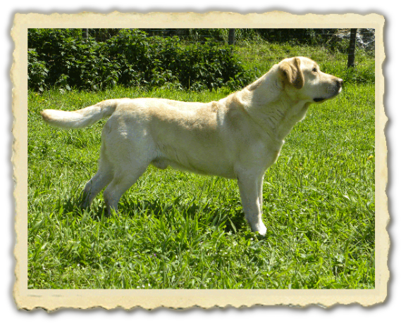 Cameo's Anema E Core - Labrador Retriever (630x511), Png Download