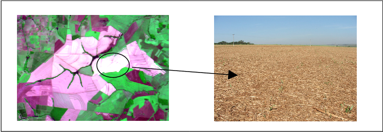 Spectral Behavior Of Sugarcane Areas With Mechanical - Color (793x292), Png Download
