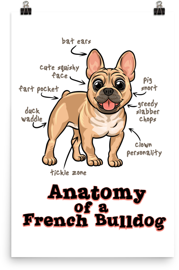 Download Anatomy Of A French Bulldog French Bulldog Full Size PNG