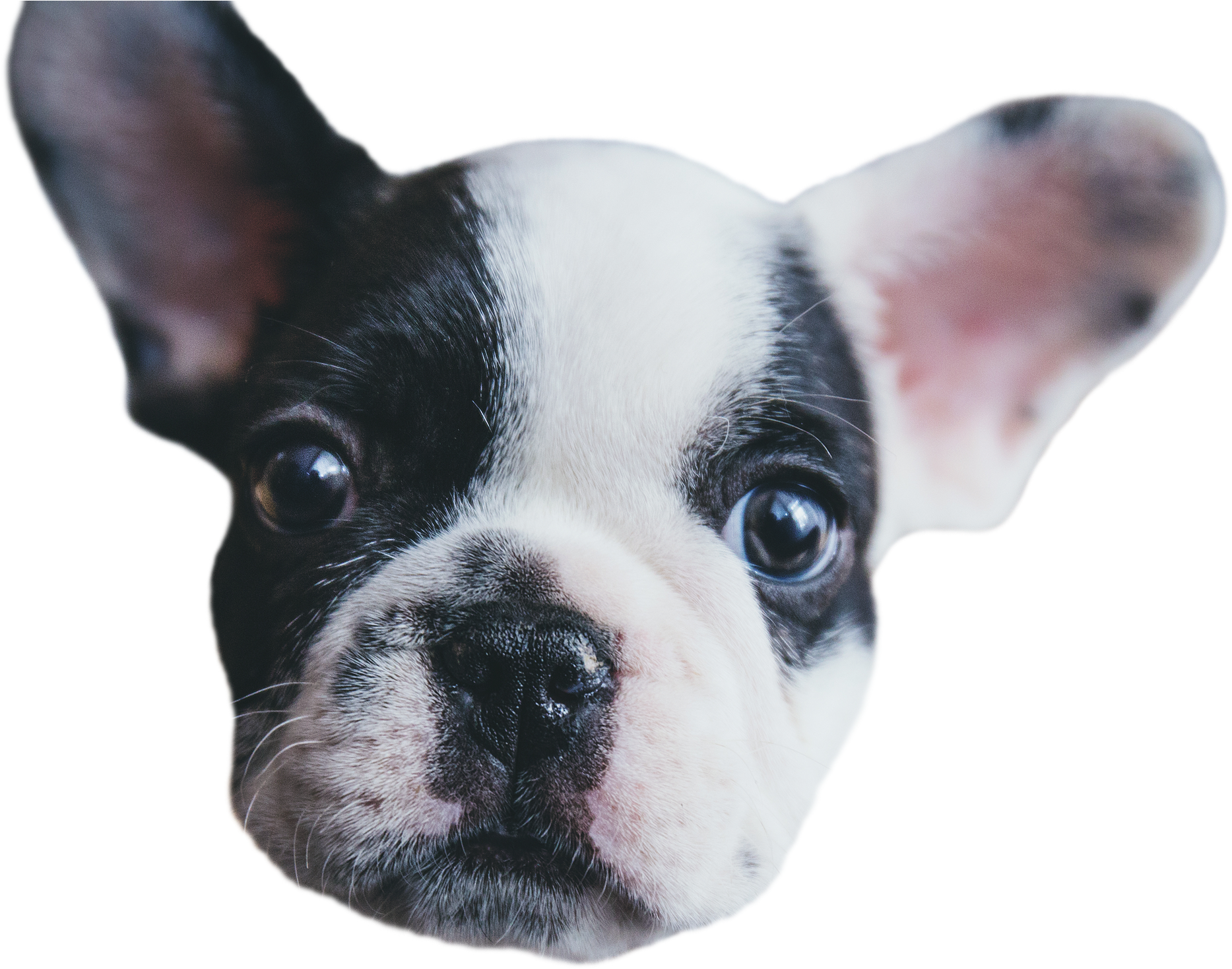 Face Puppy - Buck Trent Ii: Concho Verde [book] (2736x1824), Png Download