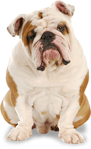 bulldog transparent background
