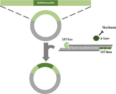 Recombineering With The Sxt-system - Circle (400x326), Png Download