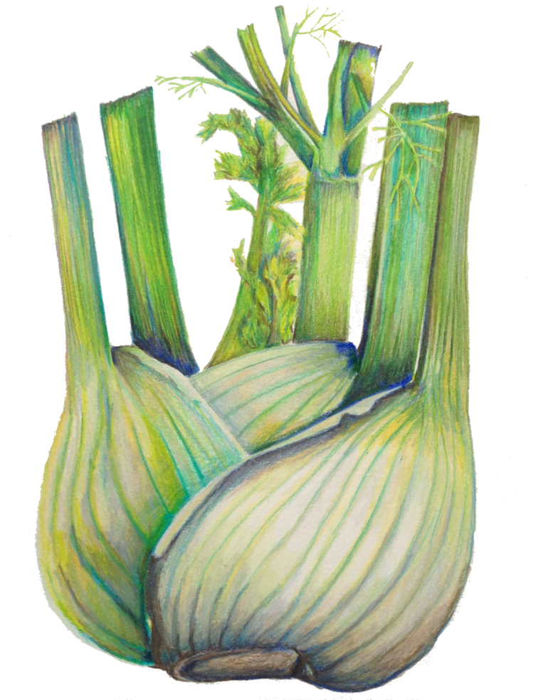 Fennel - Cut Flowers (1000x1000), Png Download